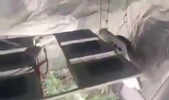 Sultanbeyli'de uyuşturucu operasyonu: Evi seraya dönüştürmüşler