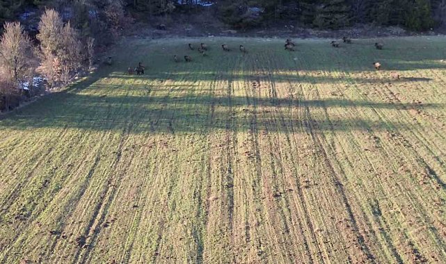 Tarlada yiyecek arayan domuz sürüsü dronla görüntülendi