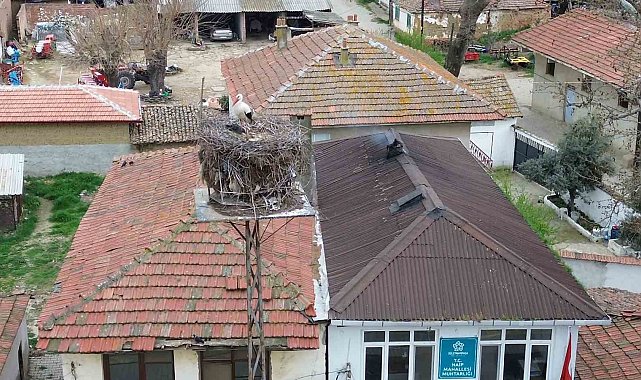 Tekirdağ'da Leyla ile Mecnun yuvalarına döndü