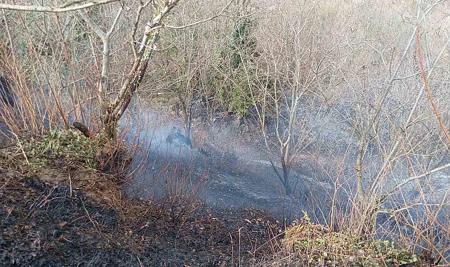 Temizlik amacıyla yakılan ateş ormanı küle çevirdi