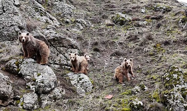 Tunceli'de kış uykusundan uyanan ayı ailesi görüntülendi