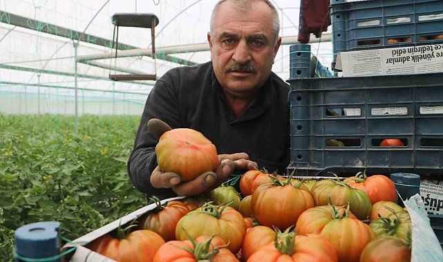 Turfanda hasat edilen domates serada 28 TL'den alıcı buluyor