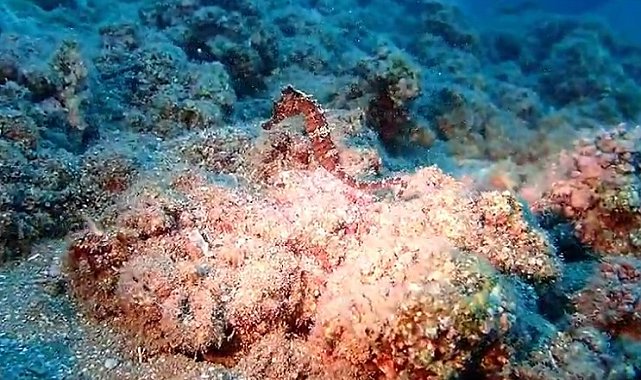 Türkiye sularında sadece 3 türü var: Denizatları yok olma tehlikesiyle karşı karşıya