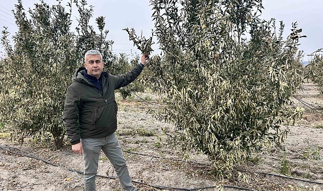 Türkiye'nin narenciye üretim merkezinde ağaçları don vurdu