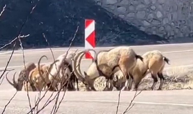 Tuz ihtiyacını karşılamak için karayoluna indiler