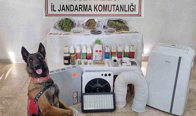 Ula'da uyuşturucu operasyonu