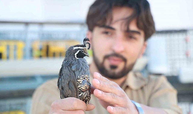 Üniversiteli genç ürettiği egzotik bıldırcınları dünyaya ihraç ediyor