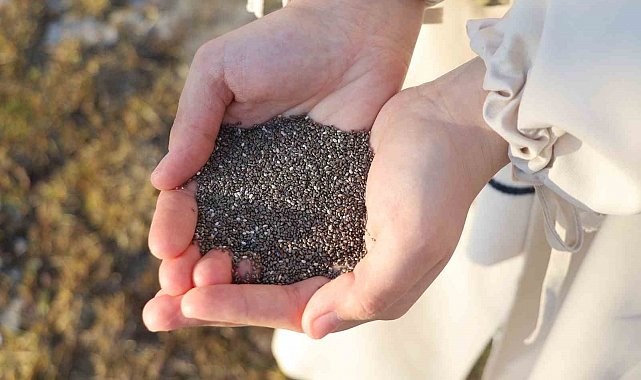 Uzmanı açıkladı: "Sahurda chia tohumu tüketin susuz ve aç kalmayın"