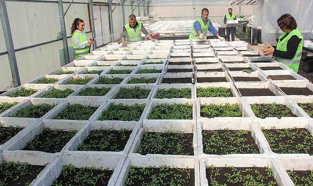 Van Büyükşehir Belediyesi mevsimlik çiçek üretimine başladı