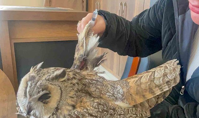 Van'da bulunan yaralı baykuş koruma altına alındı