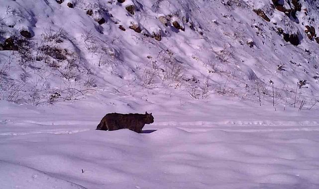 Yaban kedisi İnegöl'de görüntülendi