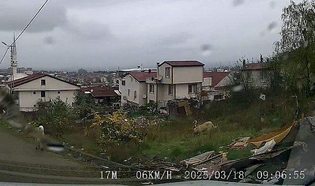 Yalova'da sokak köpeklerinin saldırdığı çocuk ağır yaralandı