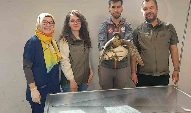 Yaralı akdoğan hayata döndürüldü