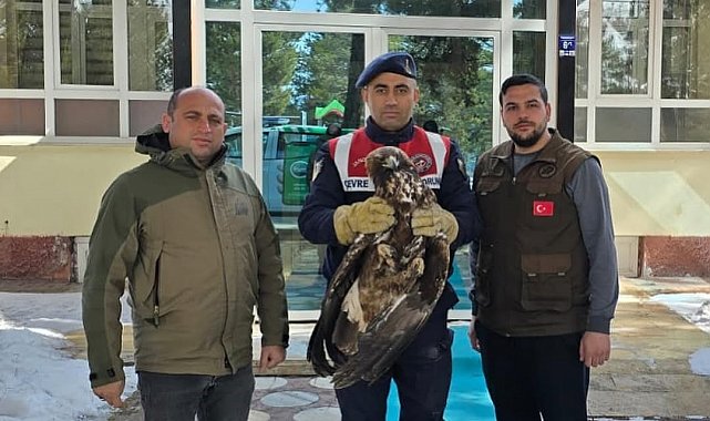 Yaralı halde bulunan Kızılşahin ve Kaya kartalı koruma altında