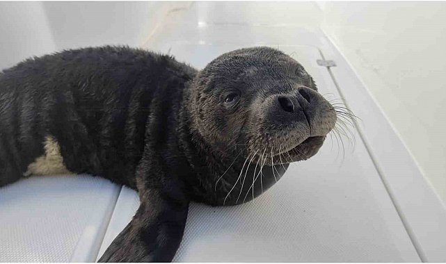 Yavru Akdeniz foku Eskişehir'de hayata tutundu