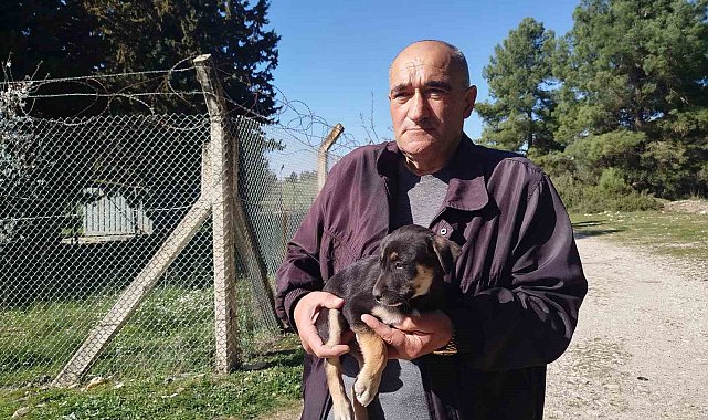 Yavru köpekler ormanlık alana bırakıldı, Gaziemir Belediyesi sahip çıkmadı