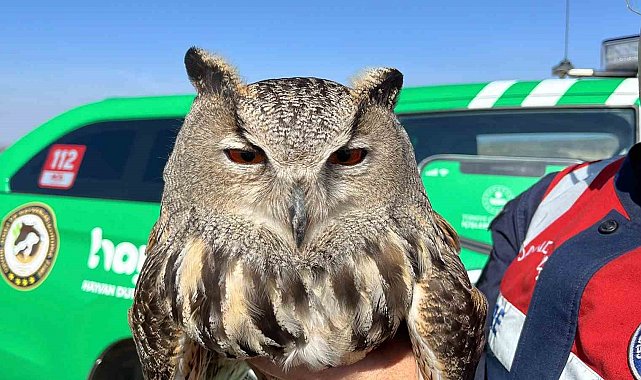 Yozgat'ta jandarmanın bulduğu yaralı puhu kuşu tedavi altına alındı