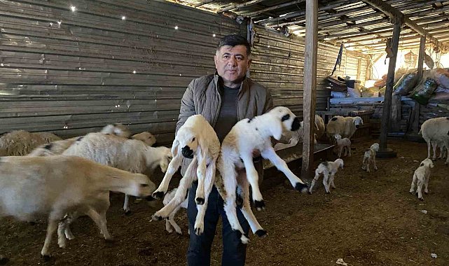 Yozgat'ta yılın ilk kuzuları dünyaya gelmeye başladı