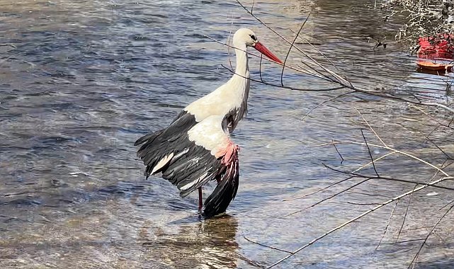 Yüksekova'da derede yaralı bulunan leylek tedaviye alındı