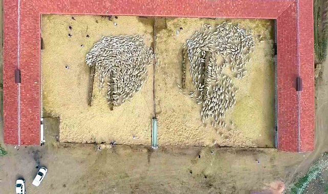 Yüzlerce kuzu anneleriyle beslenme saatinde buluştu, o anlar dron kamerasında
