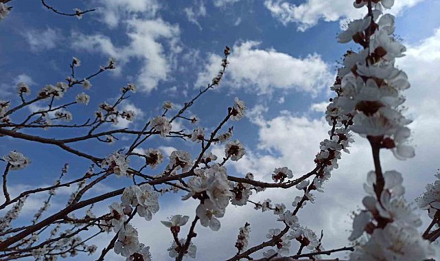 Zirai dondan etkilenen kayısıda zarar büyük