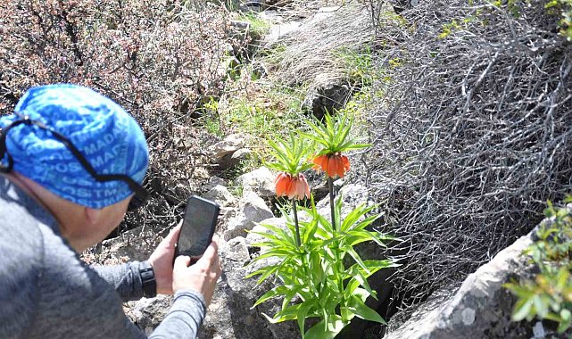 2 bin 900 rakımdaki ters laleleri görmek için geldiler