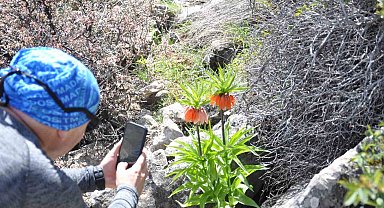 2 bin 900 rakımdaki ters laleleri görmek için geldiler