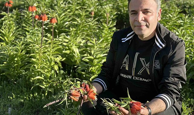 20 günlük ömrü olan ters lalelere zarar verildi