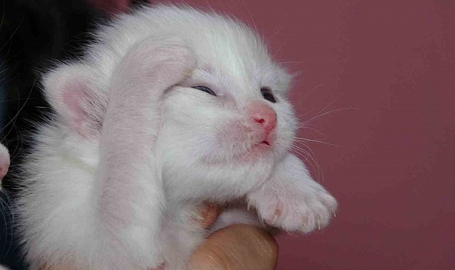 2025 yılının ilk Van kedileri dünyaya geldi