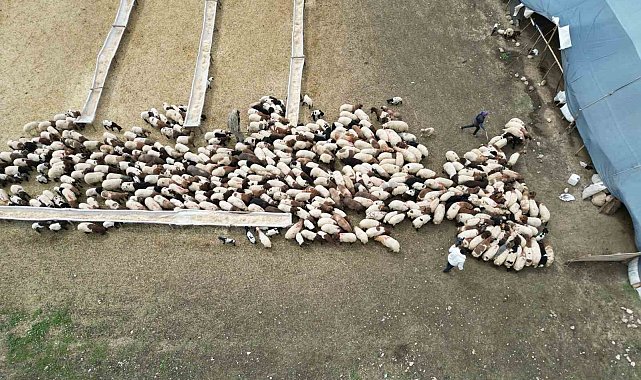 'Cehennem göçerleri', zorlu yayla yolculuğuna hazırlanıyor