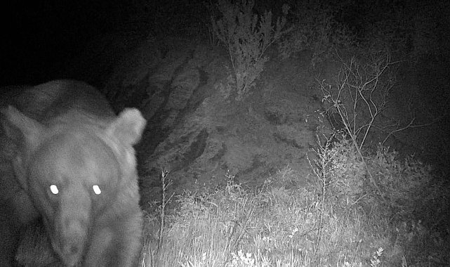 'Haydut' ayı kamerada