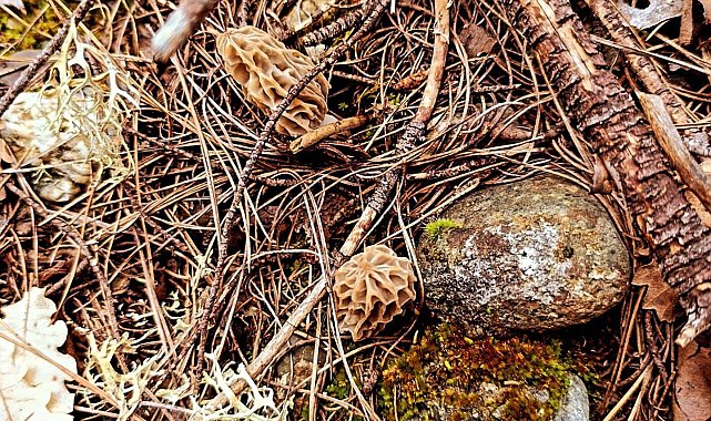 'Kuzugöbeği mantarı' çıkmaya başladı
