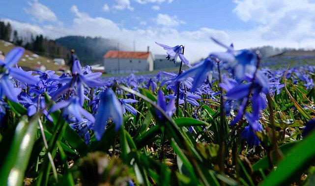 'Mavi Yıldız' çiçeklerini görmek için 11 kilometre yürüdüler