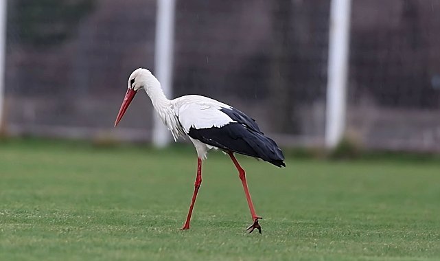 'Yiğido Leylek' yine Sivasspor Tesisleri'nde
