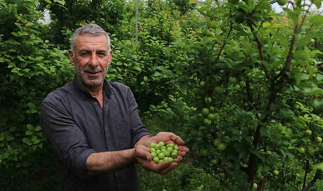 4 bin metrekare serasında turfanda can eriği üreten çiftçi: "Ben isterdim ki köyümde 50 tane daha böyle sera olsun"