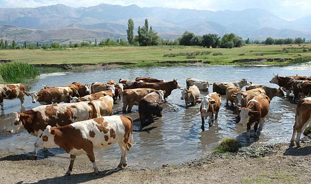 60 bin TL maaşla çoban bulamayınca çözümü nöbetleşmekte buldular