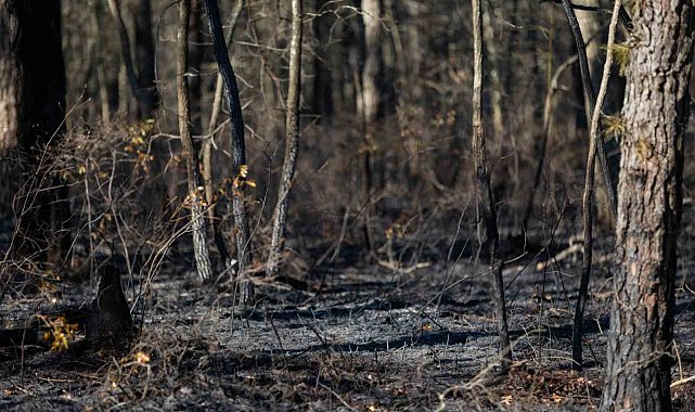 ABD'de orman yangınında 15 bin 250 dönümlük alan kül oldu
