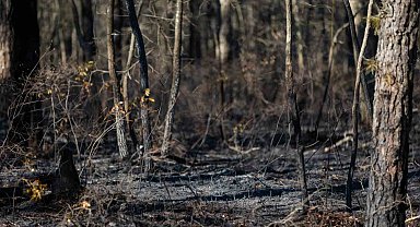 ABD'de orman yangınında 15 bin 250 dönümlük alan kül oldu