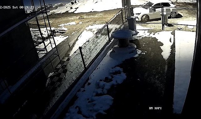 Aç kalan tilki Bolu sokaklarına indi