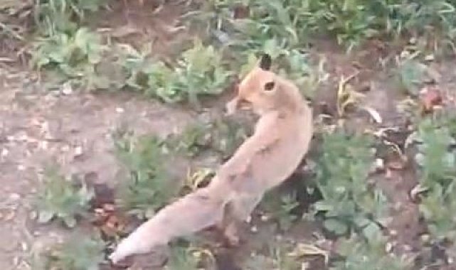 Aç kalan tilki evin bahçesine kadar girdi