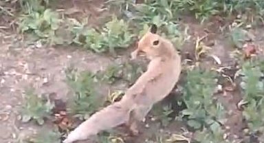 Aç kalan tilki evin bahçesine kadar girdi