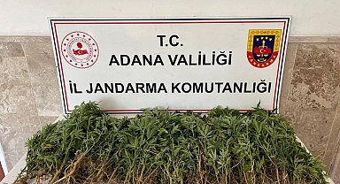 Adana'da 712 kök Hint keneviri ele geçirildi