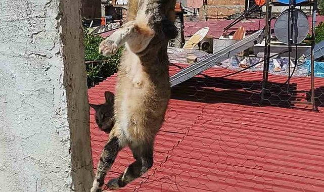 Adana'da tel örgülerde mahsur kalan kediyi itfaiye kurtardı