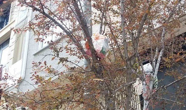 Ağaç dalları çöp açtı