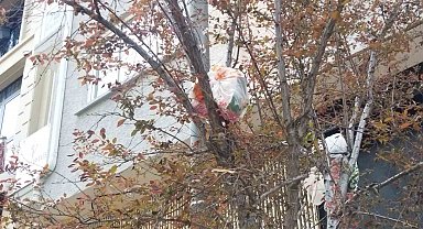 Ağaç dalları çöp açtı