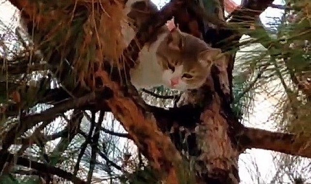Ağaçta mahsur kalan kedi ekipler tarafından kurtarıldı