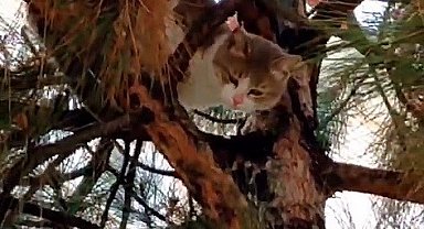 Ağaçta mahsur kalan kedi ekipler tarafından kurtarıldı