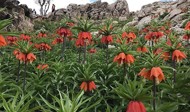 Ağlayan gelinlerden görsel şölen