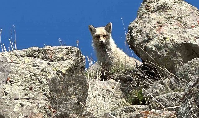 Ağrı'da sarp kayalıklarda tilki görüntülendi