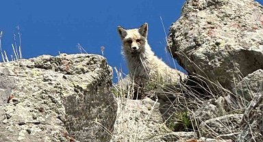 Ağrı'da sarp kayalıklarda tilki görüntülendi
